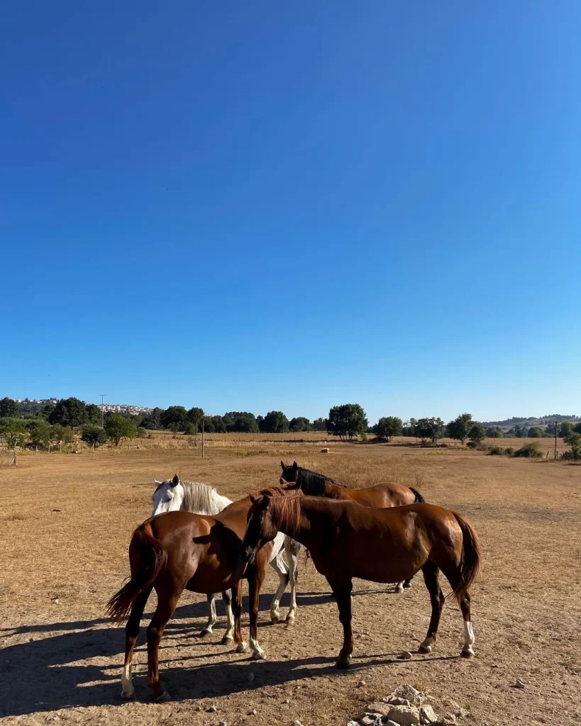horses-in-portugal