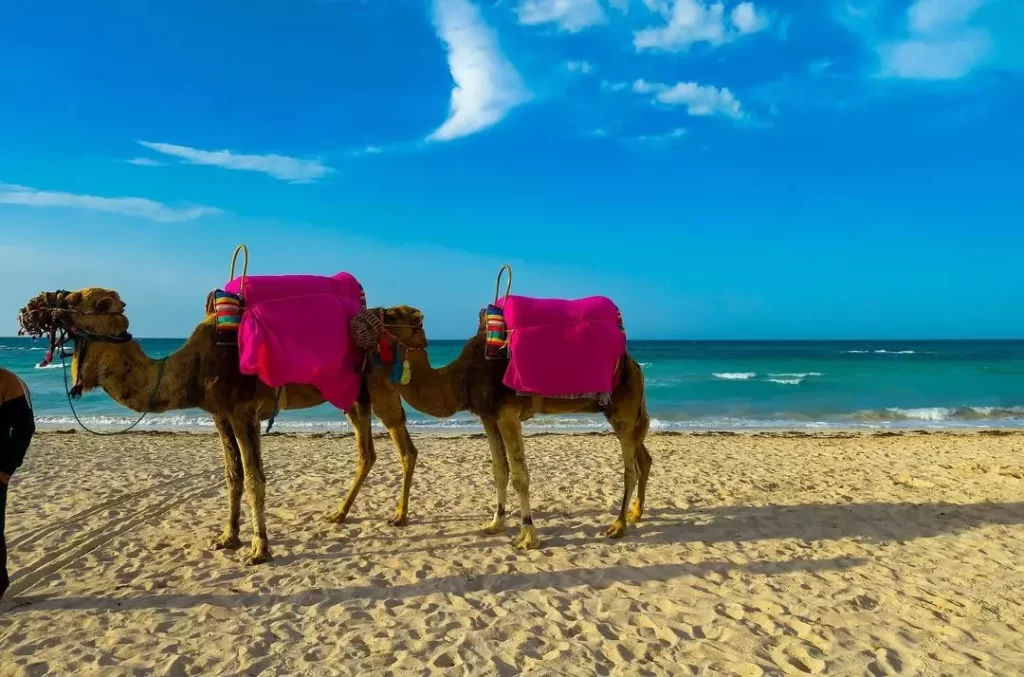 Camel ride in Djerba, Tunisia